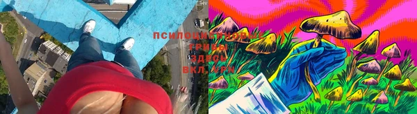 ПСИЛОЦИБИНОВЫЕ ГРИБЫ Алексин